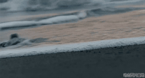 乌龟冲浪图片: