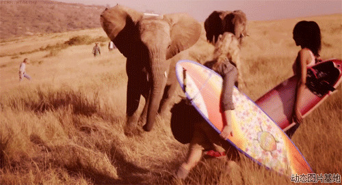 动物大象的动态图片图片:
