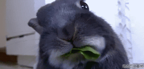 老鼠吃菜动态图片