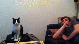 猫猫握手搞笑图片: