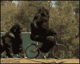 猩猩骑自行车搞笑图片: