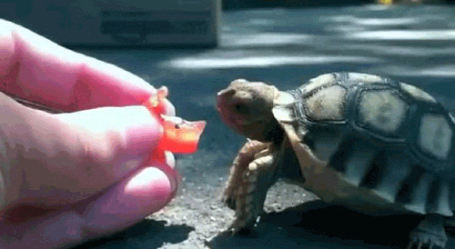 喂乌龟搞笑图片