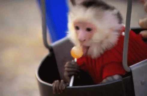 猴子吃糖图片: