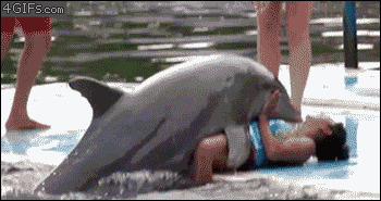 搞笑海豚动态图片: