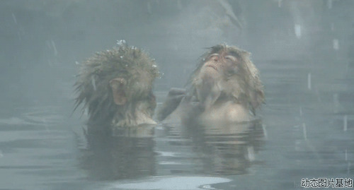 猴子洗澡搞笑图片