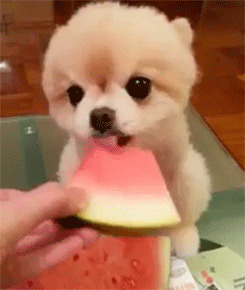 狗狗吃西瓜动态图片