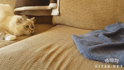 猫玩刺猬搞笑图片
