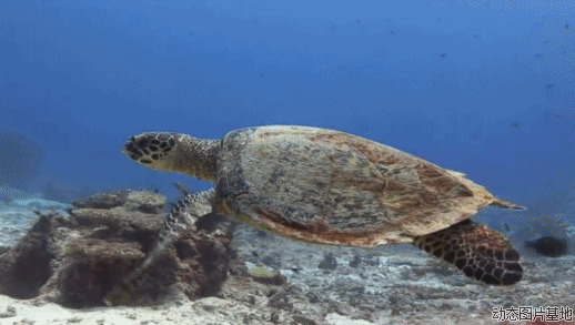 海龟游水图片