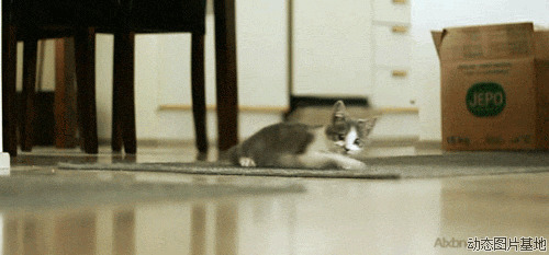 可爱小猫动态图片: