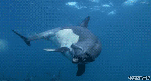 海豚游动动动态图片