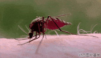蚊子吸血动态图片