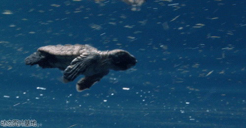 海龟动态图片
