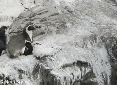 企鹅搞笑动态图片