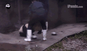 大熊猫抢食动态图片