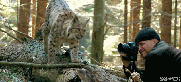 拍摄豹子的图片