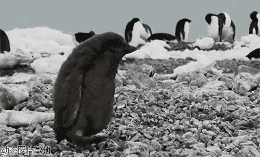 搞笑企鹅动态图片