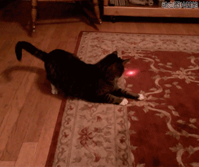 猫追激光搞笑图片: