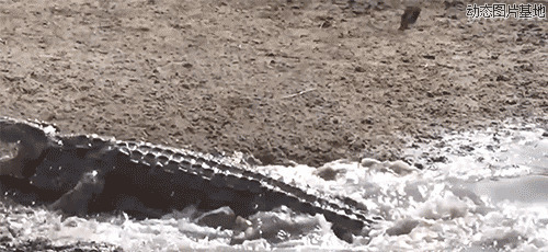 鳄鱼咬羚羊动态图片