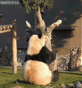 大熊猫摔倒动态图片: