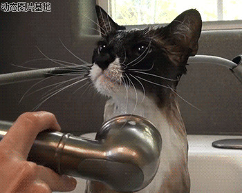 给猫咪洗澡动态图片: