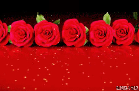 漂亮玫瑰花动态图片: