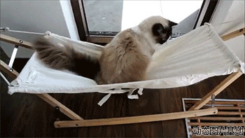 猫猫上吊床动态图片