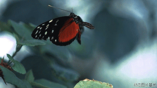 蝴蝶飞舞动态gif图片