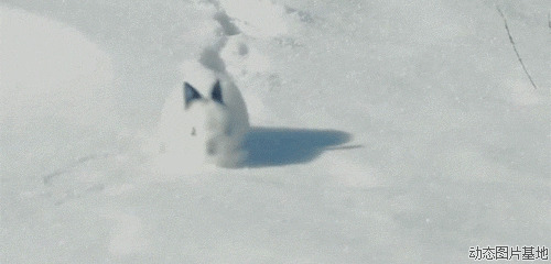 雪地里套兔子图片