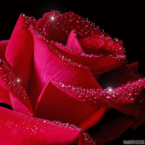 漂亮的动态玫瑰花图片: