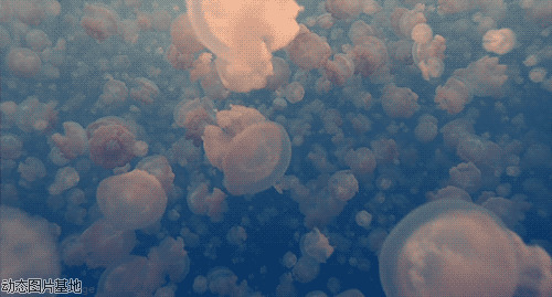 水母图片