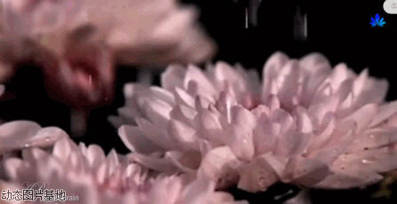 粉菊花动态图片