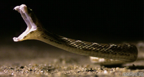 蛇gif图片: