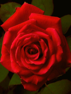 玫瑰花开动态图片