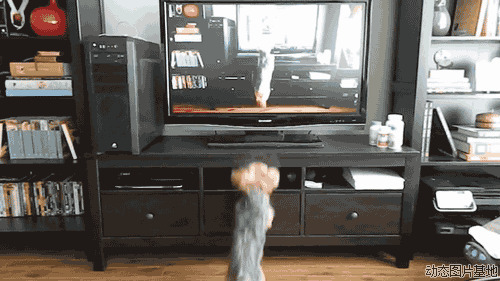 狗会看电视图片