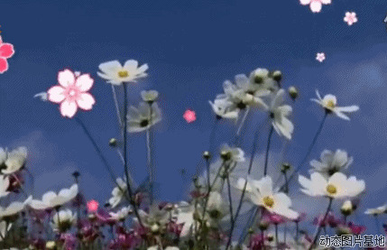 好看的动态花朵动态图片:鲜花,花朵,花瓣