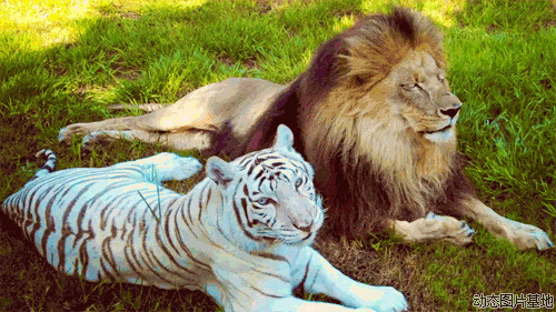 老虎和狮子图片