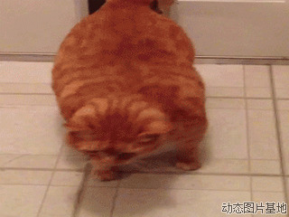 胖猫搞笑图片