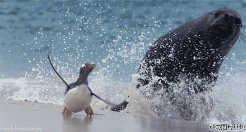 动态海狮图片:海狮,企鹅