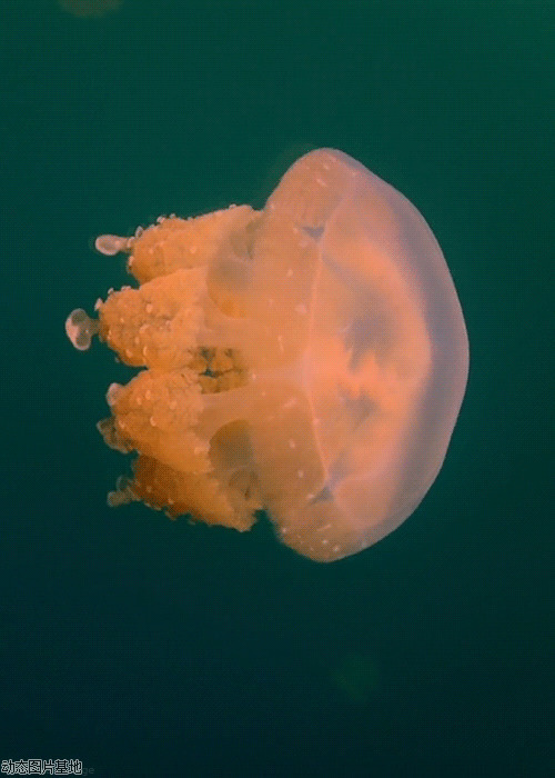 深海巨水母图片: