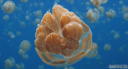 深海水母图片:动物