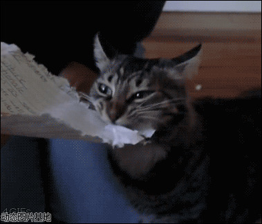 猫咪咬纸动态图片