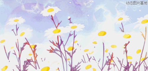 菊花风景图片