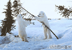 搞笑北极熊图片