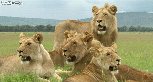 狮子gif图片:动物,