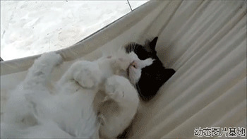 萌小猫动态图片:猫猫,