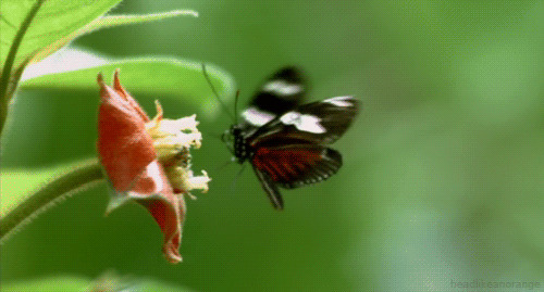 蝴蝶采花动态图片