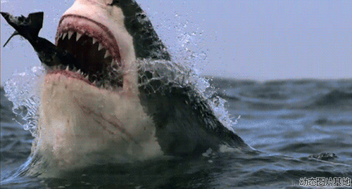鲨鱼捕食动态图片: