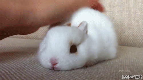 可爱小白兔图片: