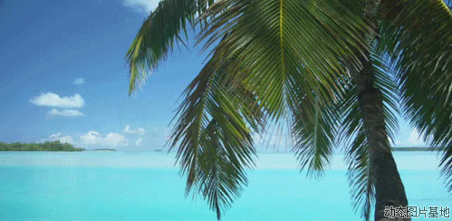 椰树动态图片