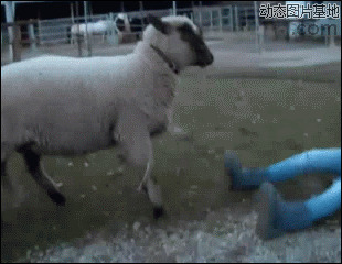 金堂黑山羊图片:山羊,撞美女